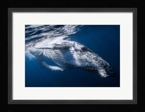 Framed Whale Print
