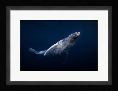 Framed Humpback Whale Print