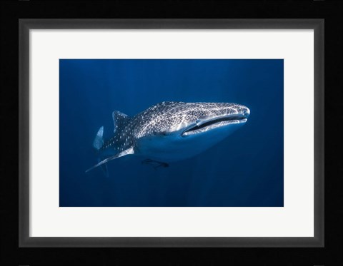 Framed Whale Shark Print