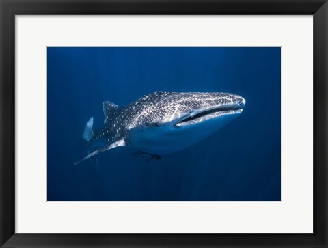 Framed Whale Shark Print