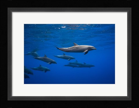 Framed Dolphins Print