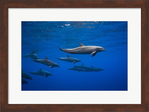 Framed Dolphins Print