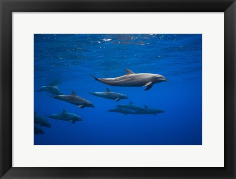 Framed Dolphins Print