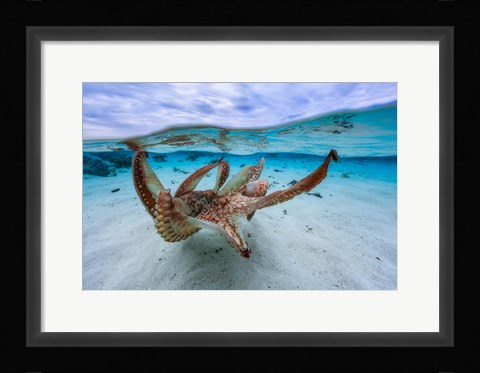 Framed Octopus Print