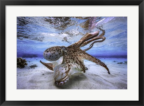 Framed Dancing Octopus Print