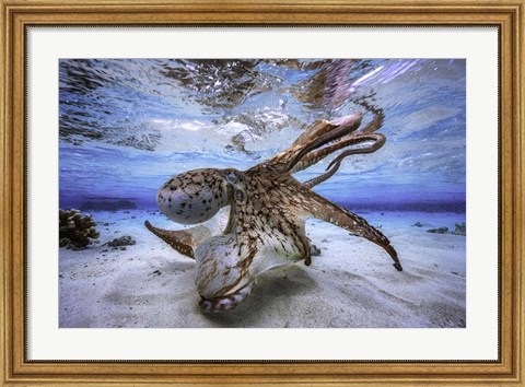 Framed Dancing Octopus Print