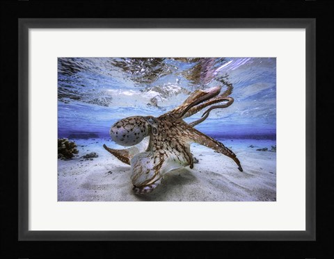 Framed Dancing Octopus Print