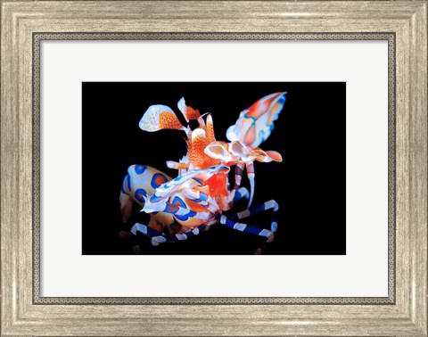 Framed Harlequin Shrimp Print