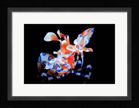 Framed Harlequin Shrimp Print