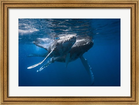 Framed Humpback Whale Print