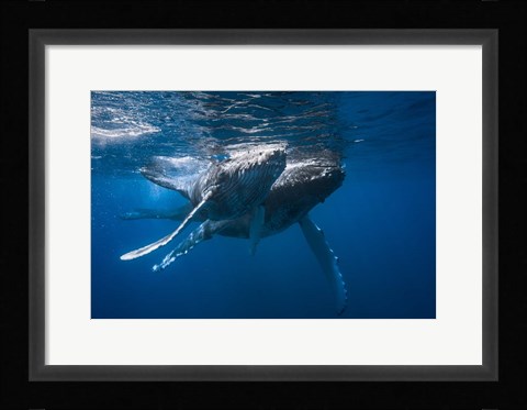 Framed Humpback Whale Print