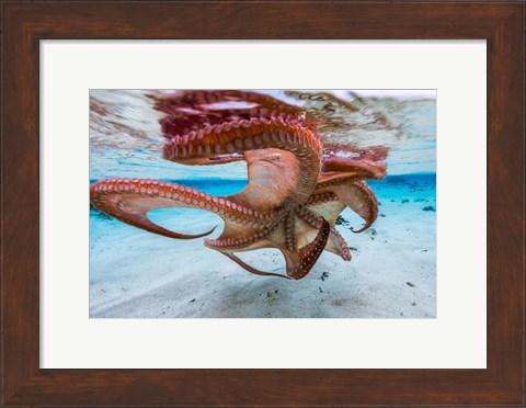 Framed Cctopus Underside Print