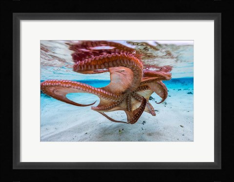 Framed Cctopus Underside Print