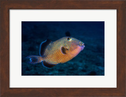 Framed Blue Triggerfish Print
