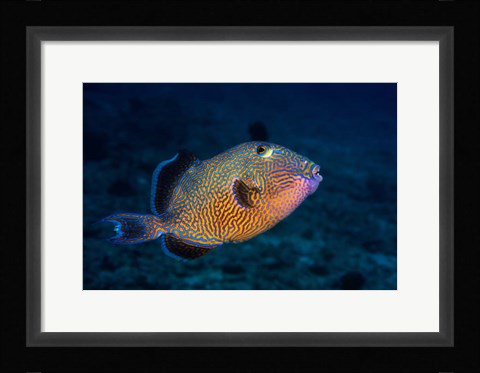 Framed Blue Triggerfish Print