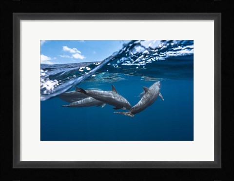 Framed Dolphins Print