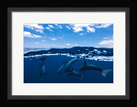 Framed Between Air and Water with the Dolphins Print