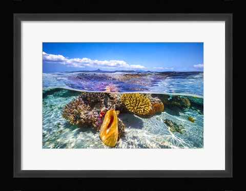 Framed Lagoon Life Print