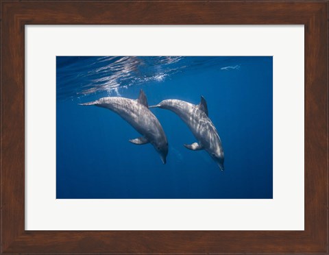 Framed Two Bottlenose Dolphins Print
