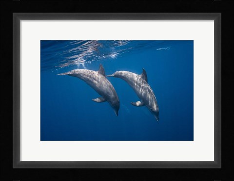 Framed Two Bottlenose Dolphins Print