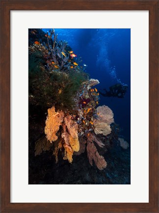 Framed Diving Print