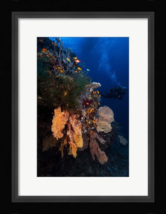 Framed Diving Print