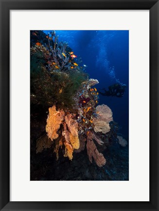 Framed Diving Print