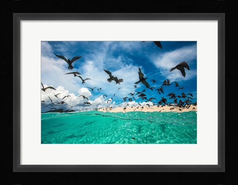 Framed Ocean Bird Print