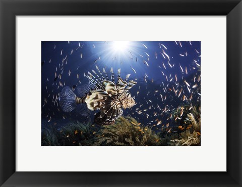 Framed Lionfish Print