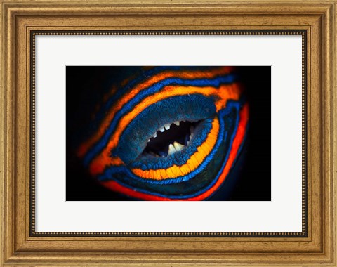Framed Orange-lined Triggerfish Print