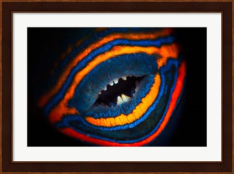 Framed Orange-lined Triggerfish Print
