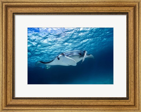Framed Manta Ray 2 Print