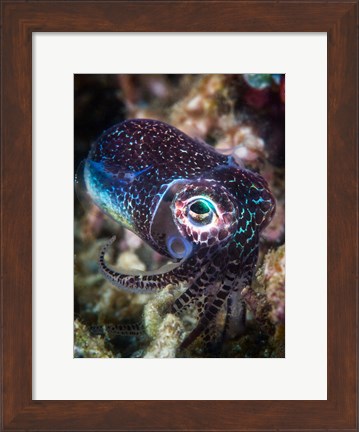 Framed Baby Cuttlefish Print