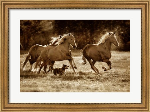Framed Paso Horses Print