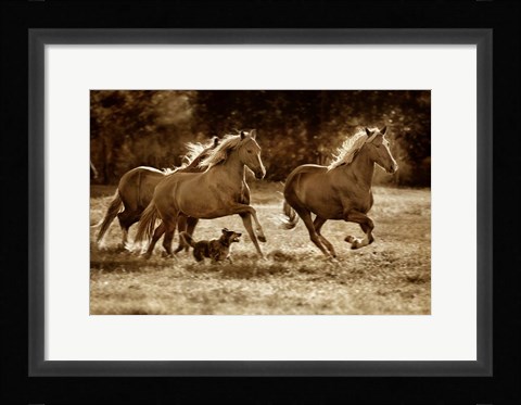 Framed Paso Horses Print