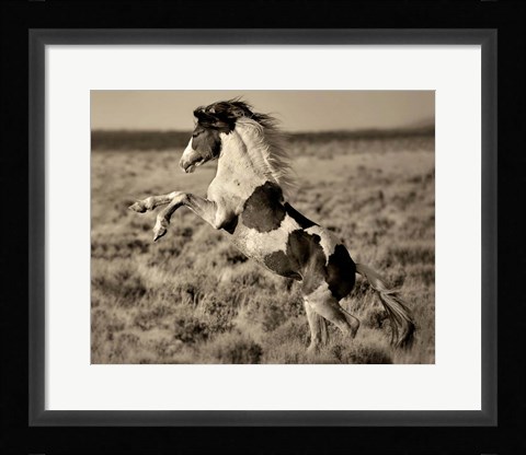 Framed Wild Painted Pony Print