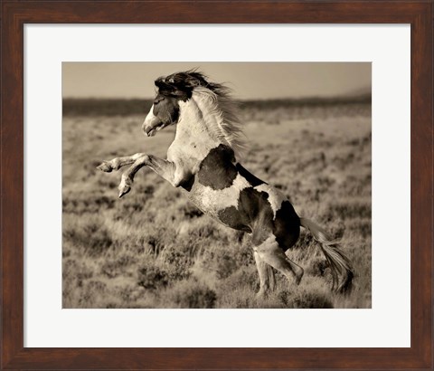 Framed Wild Painted Pony Print