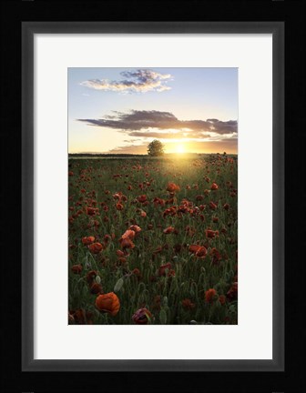 Framed Poppy Fields of Sweden Print