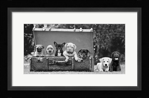 Framed Dog Pups in a Suitcase Print