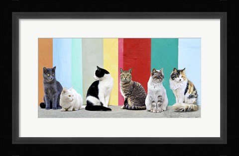 Framed Cats in the Sun Print