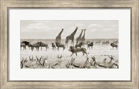 Framed Sovereign Passing By (Masai Mara, BW) Print