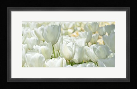 Framed Field of White Tulips Print