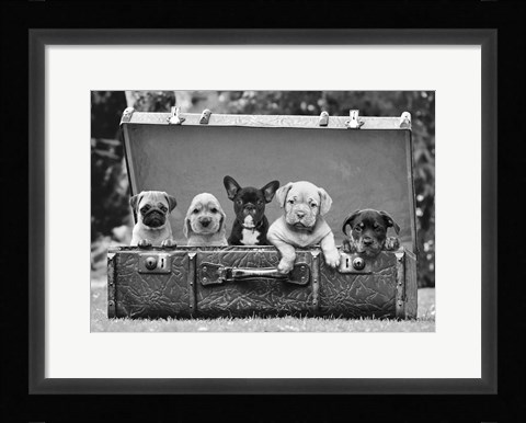 Framed Dog Pups in a Suitcase (detail) Print