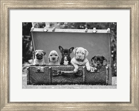 Framed Dog Pups in a Suitcase (detail) Print