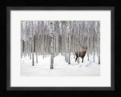Framed Stag in Birch Forest, Norway Print