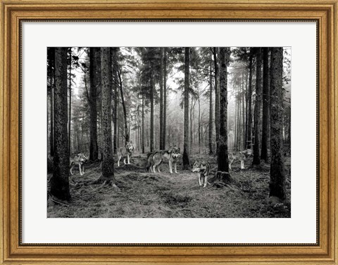 Framed Pack of Wolves in the Woods (BW) Print