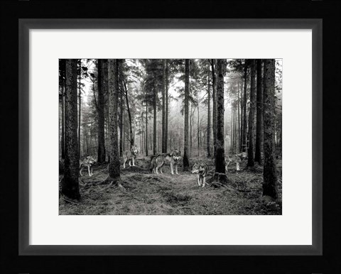 Framed Pack of Wolves in the Woods (BW) Print