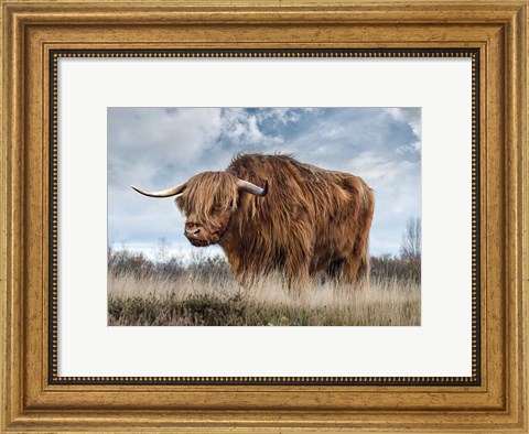Framed Scottish Highland Bull Print