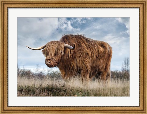 Framed Scottish Highland Bull Print