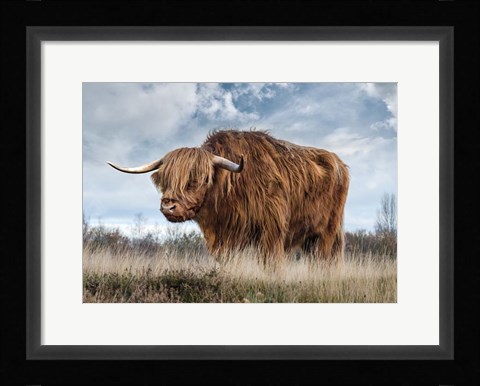 Framed Scottish Highland Bull Print